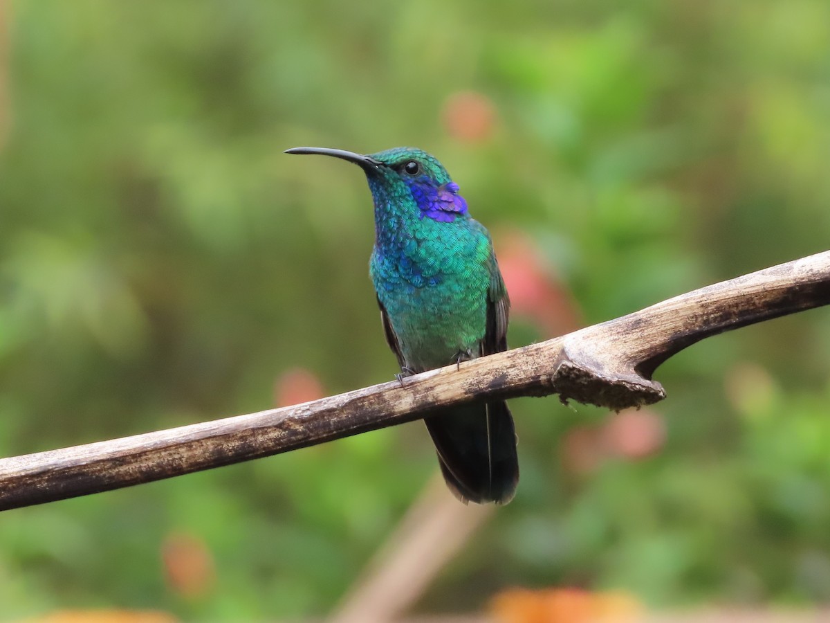 Lesser Violetear - Michelle Browning