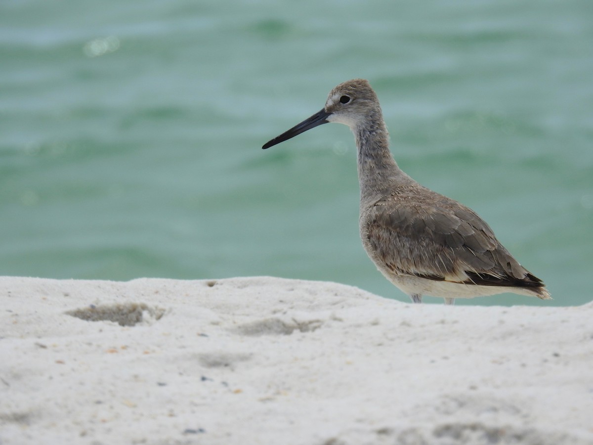 Willet - ML619094448