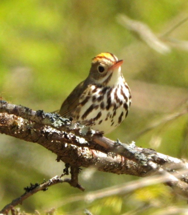Ovenbird - Marty Finch