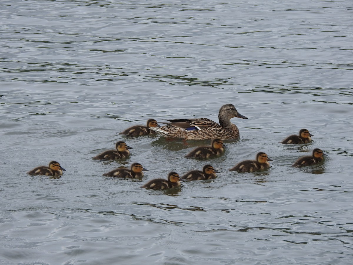 Canard colvert - ML619094467