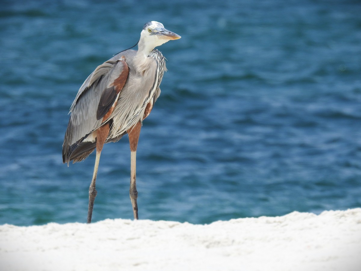 Great Blue Heron (Great Blue) - ML619094480