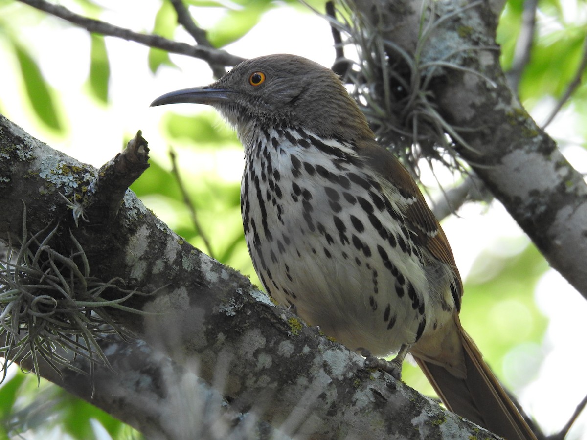 Long-billed Thrasher - Wendi Leonard