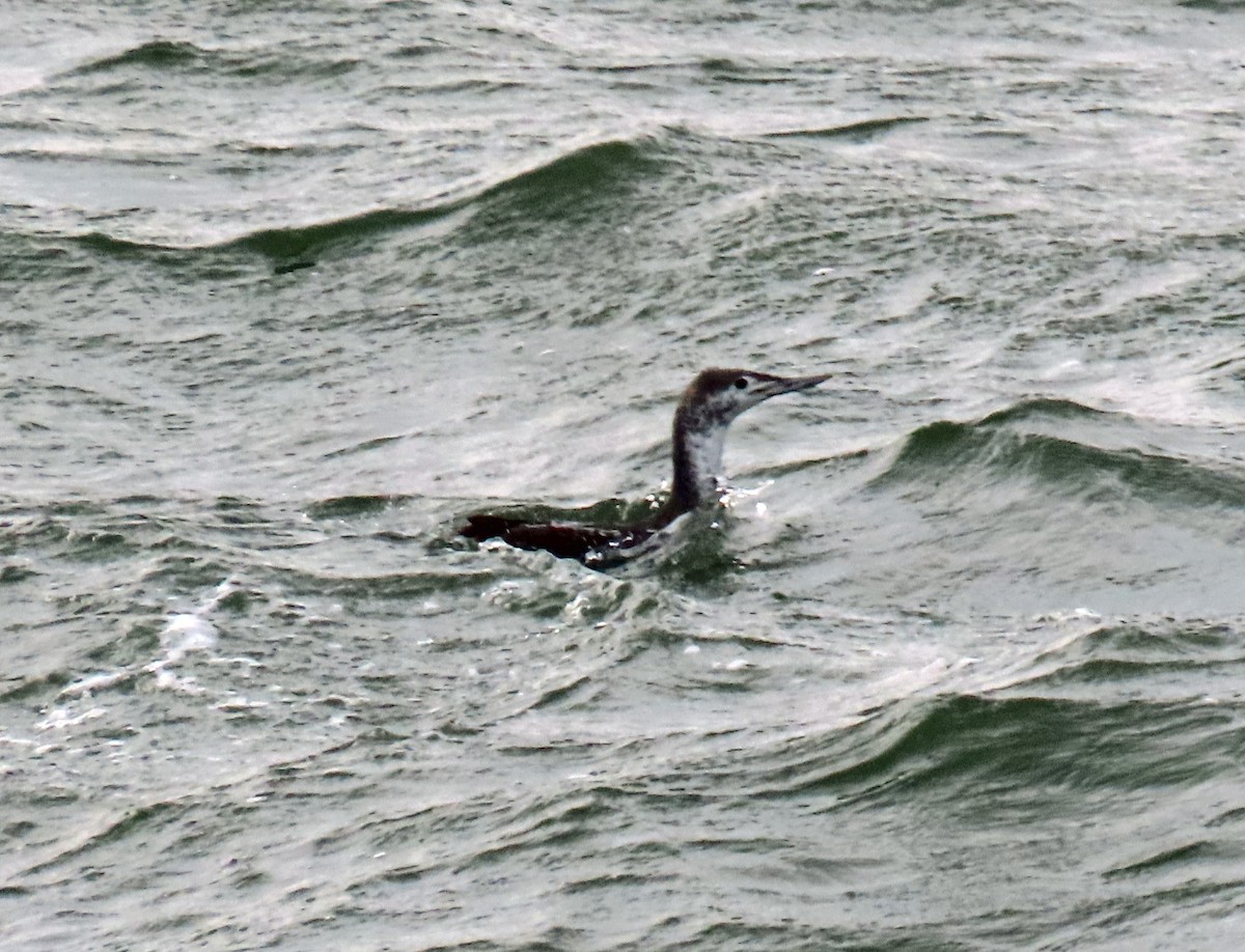 Red-throated Loon - JoAnn Potter Riggle 🦤