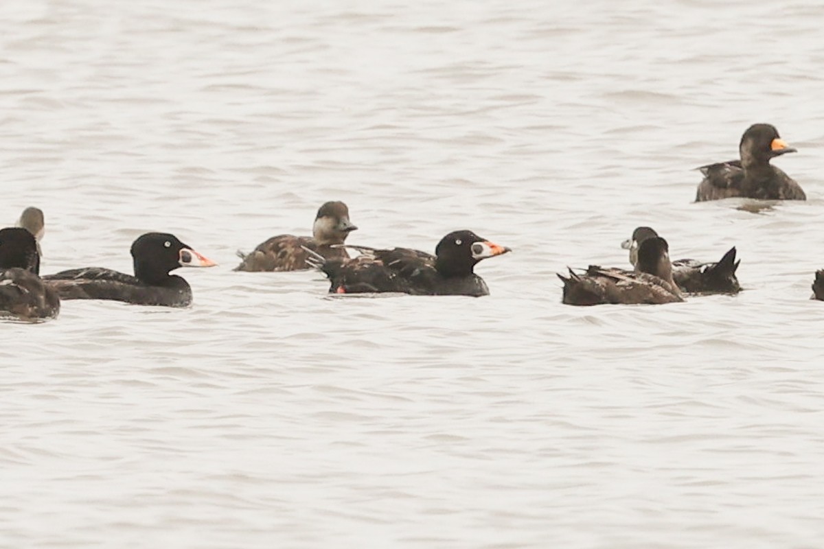 Surf Scoter - ML619094501