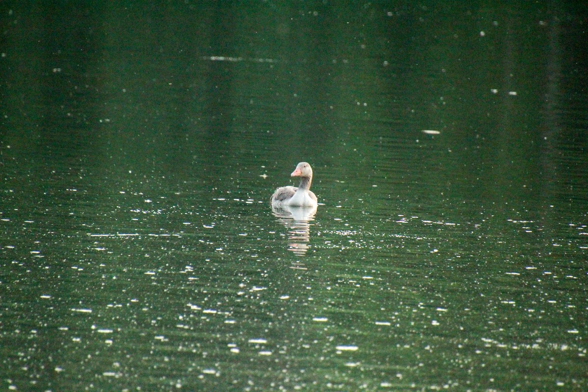 Graylag Goose - Guillaume Calcagni