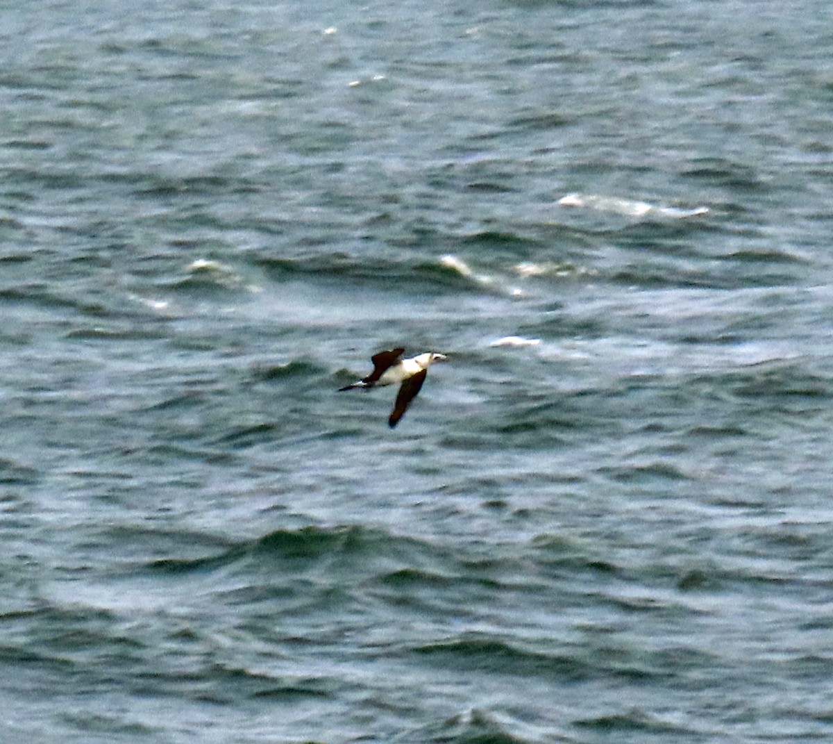 Northern Gannet - JoAnn Potter Riggle 🦤