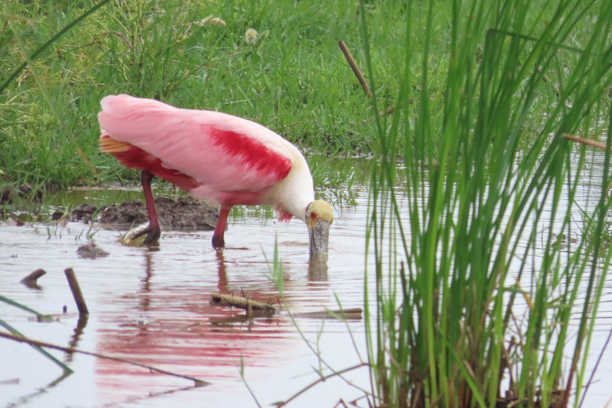 Roseate Spoonbill - David Brinkman