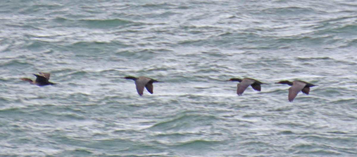 Double-crested Cormorant - JoAnn Potter Riggle 🦤