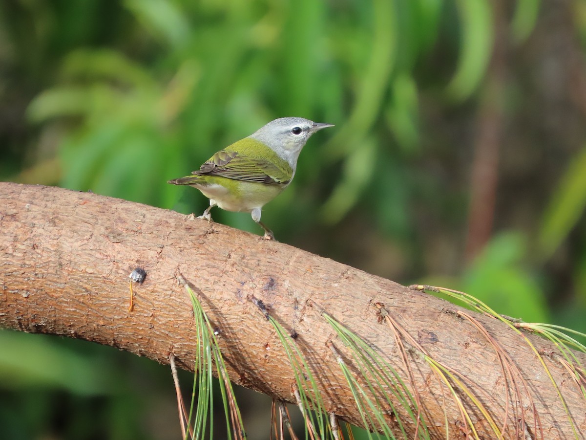 Tennessee Warbler - Michelle Browning