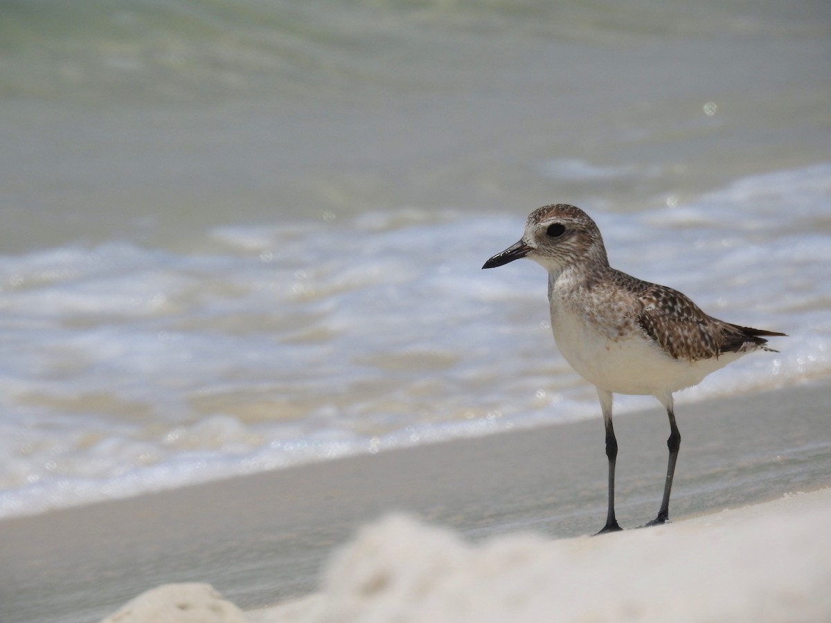 Black-bellied Plover - ML619094586