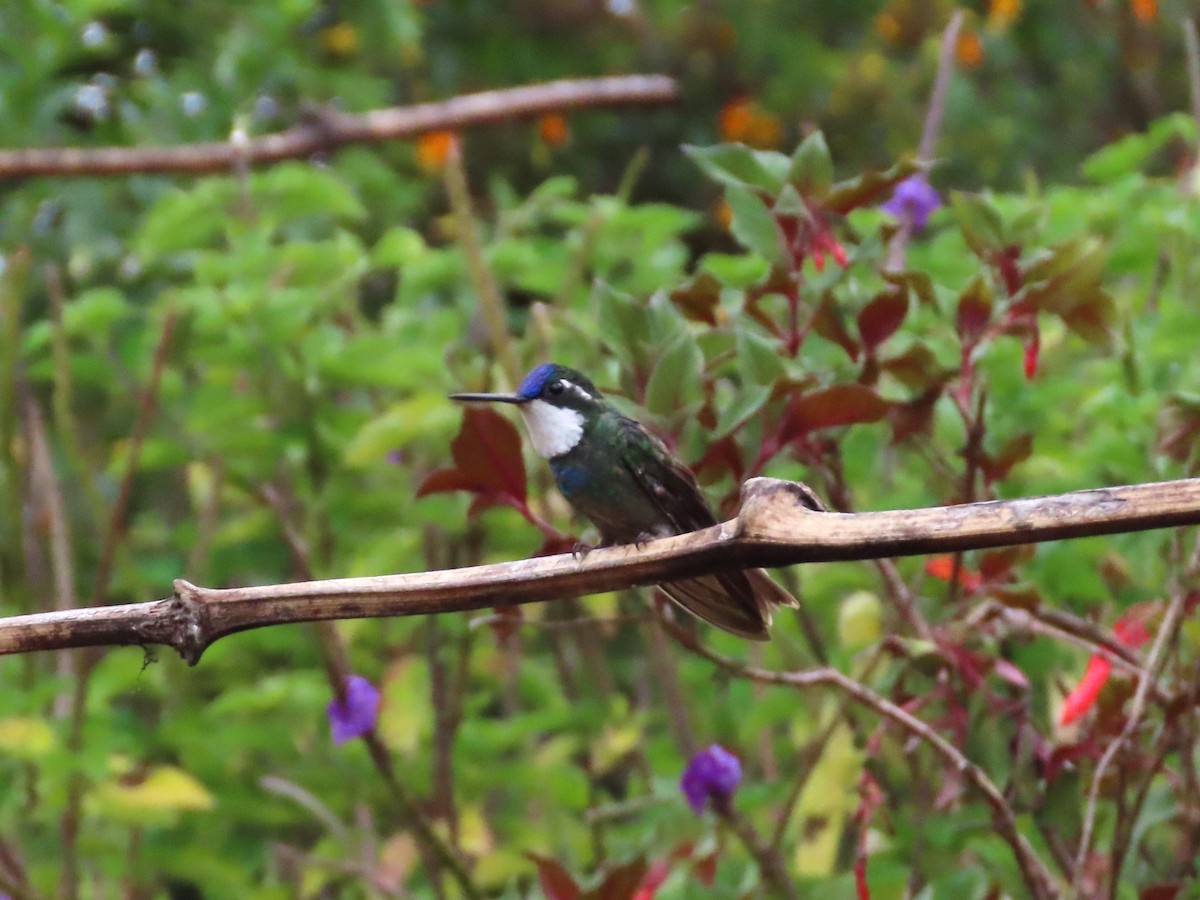 White-throated Mountain-gem - Michelle Browning