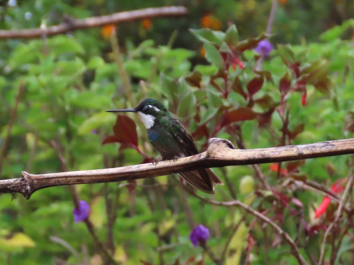 White-throated Mountain-gem - Michelle Browning