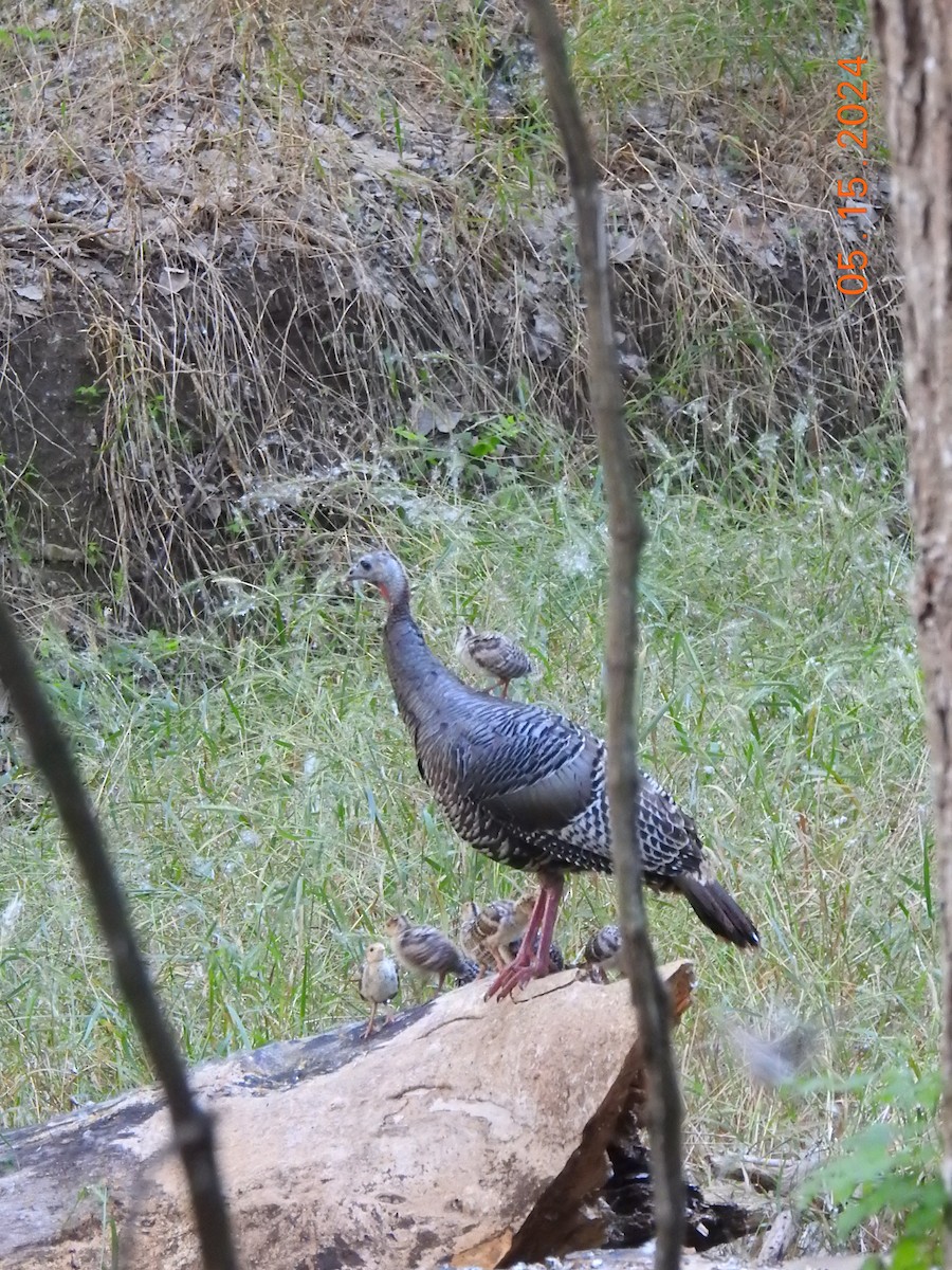 Wild Turkey - ML619094636