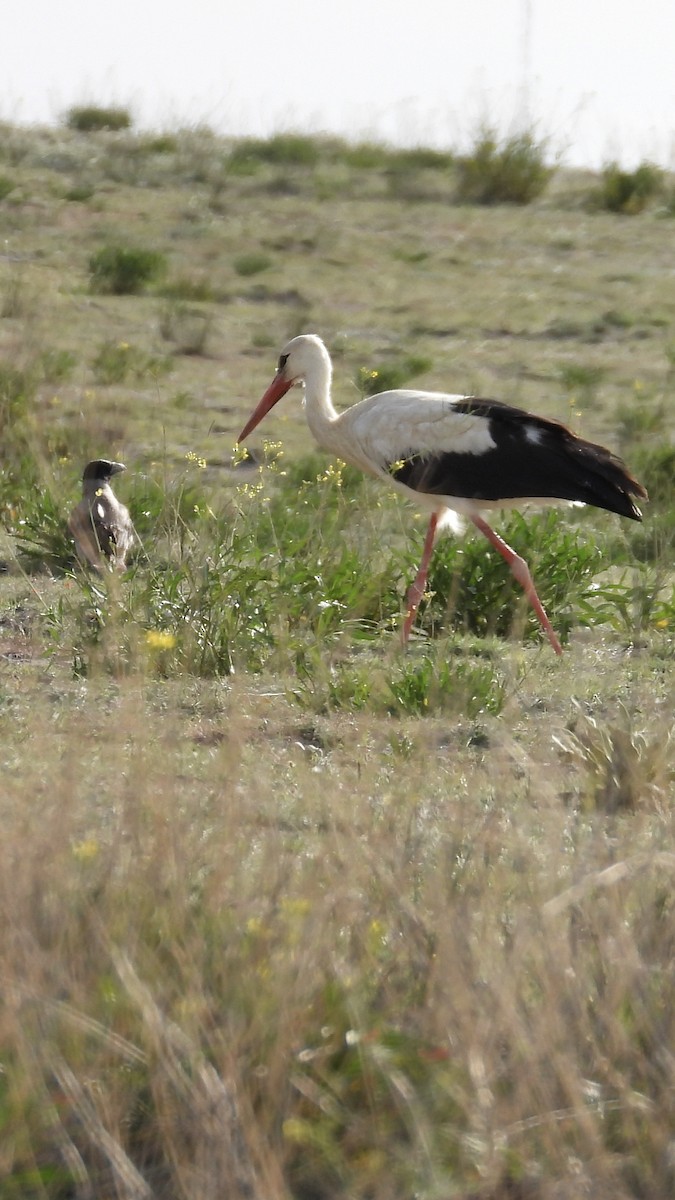 White Stork - ML619094639