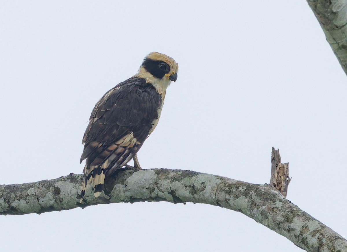 Laughing Falcon - Joe Aliperti