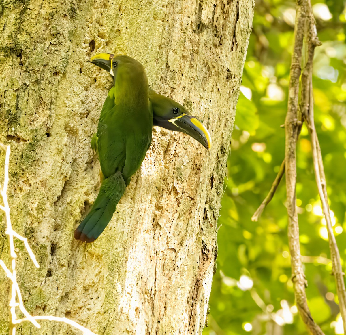 Northern Emerald-Toucanet - Bonnie Graham