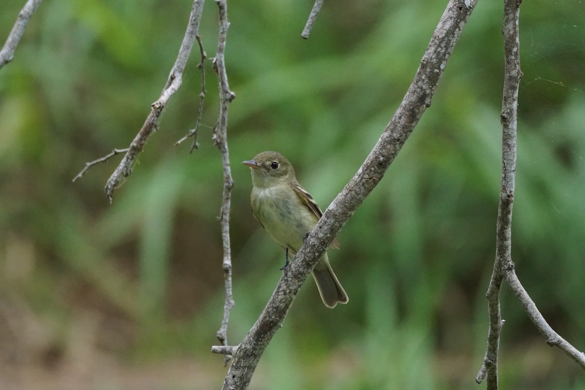 Yellow-bellied Flycatcher - Chase Wilson