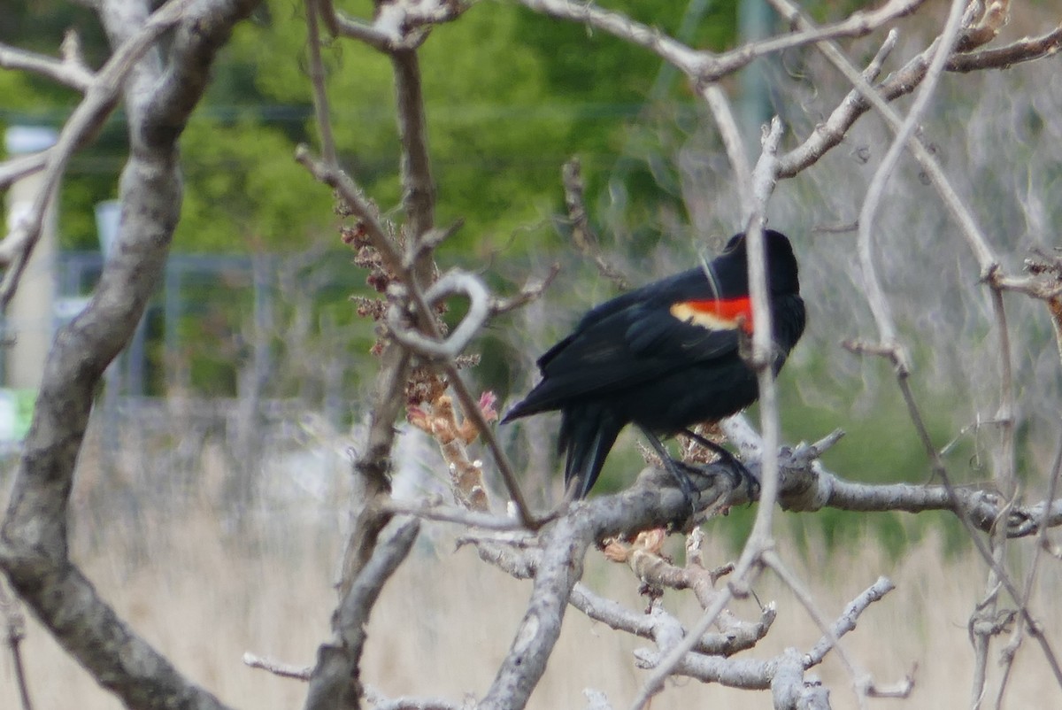 Red-winged Blackbird - Anonymous