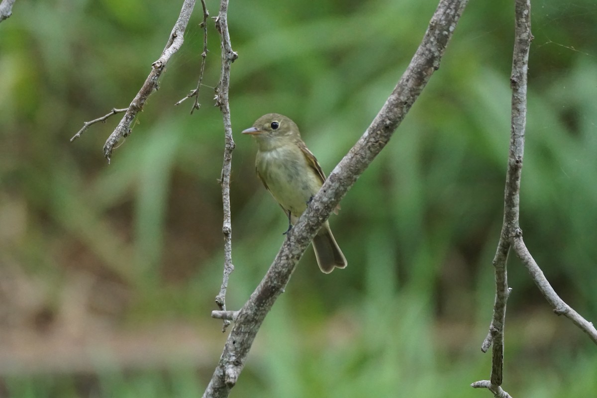 Yellow-bellied Flycatcher - Chase Wilson