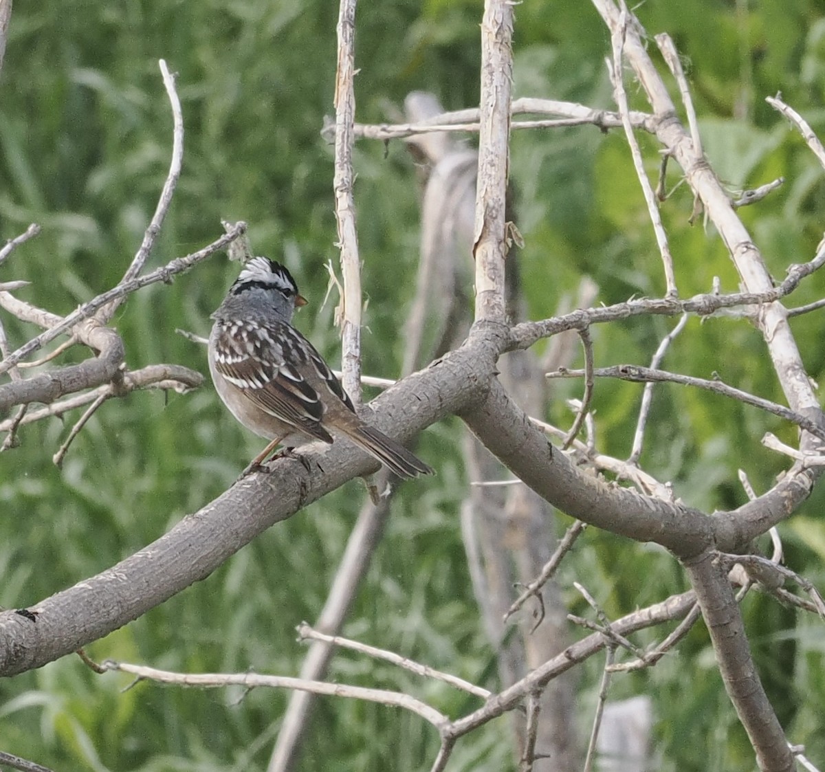 White-crowned Sparrow - Bob Foehring