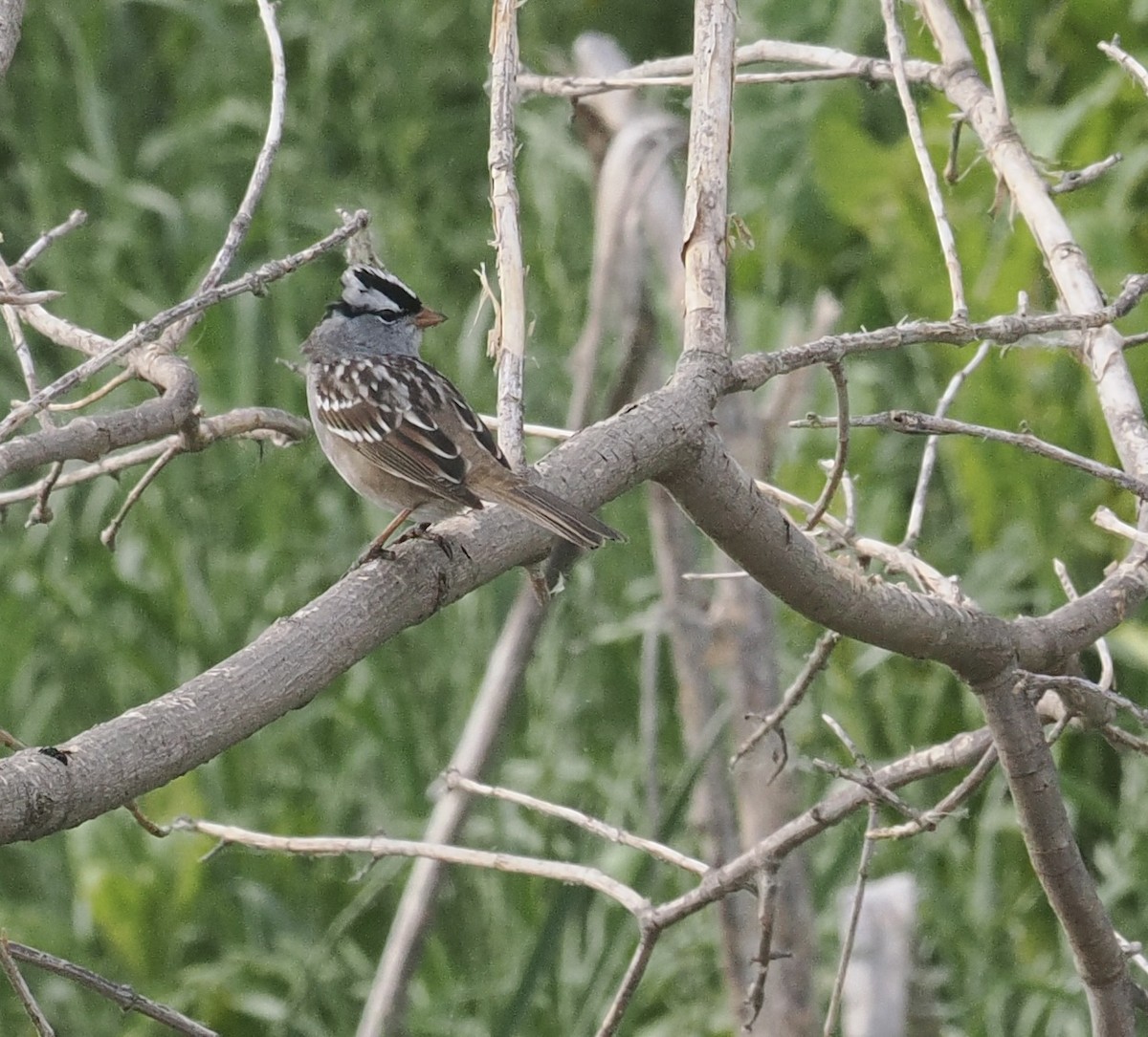 White-crowned Sparrow - Bob Foehring