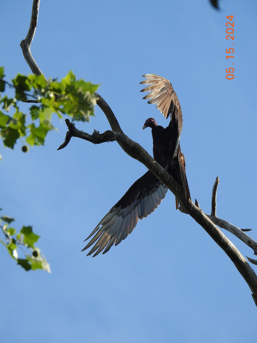 Turkey Vulture - Louise Ridlon