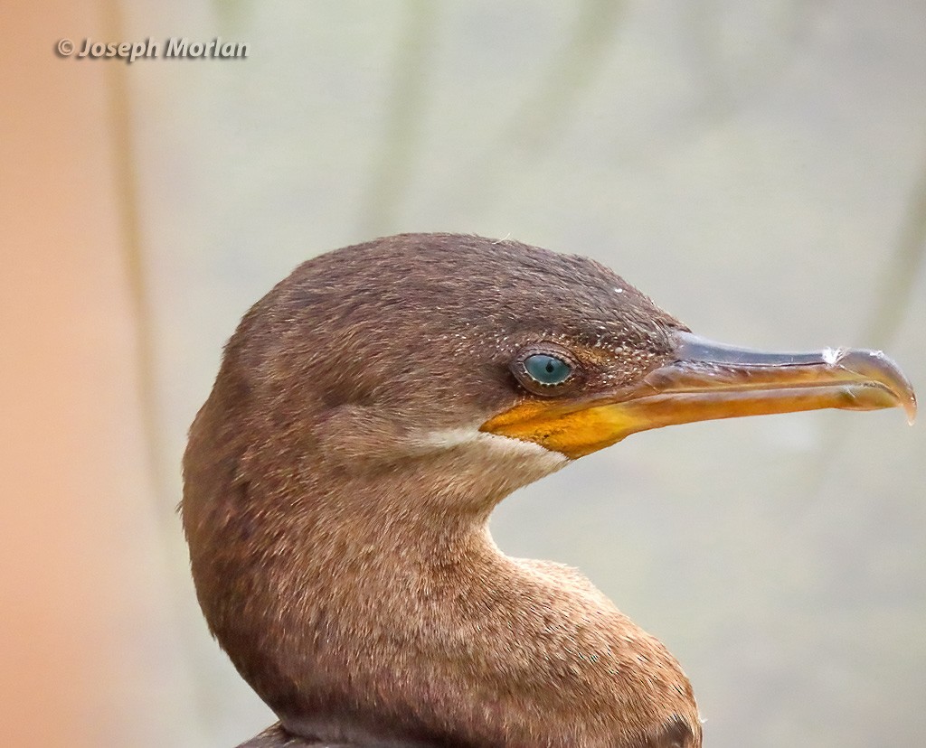 Neotropic Cormorant - ML619094719