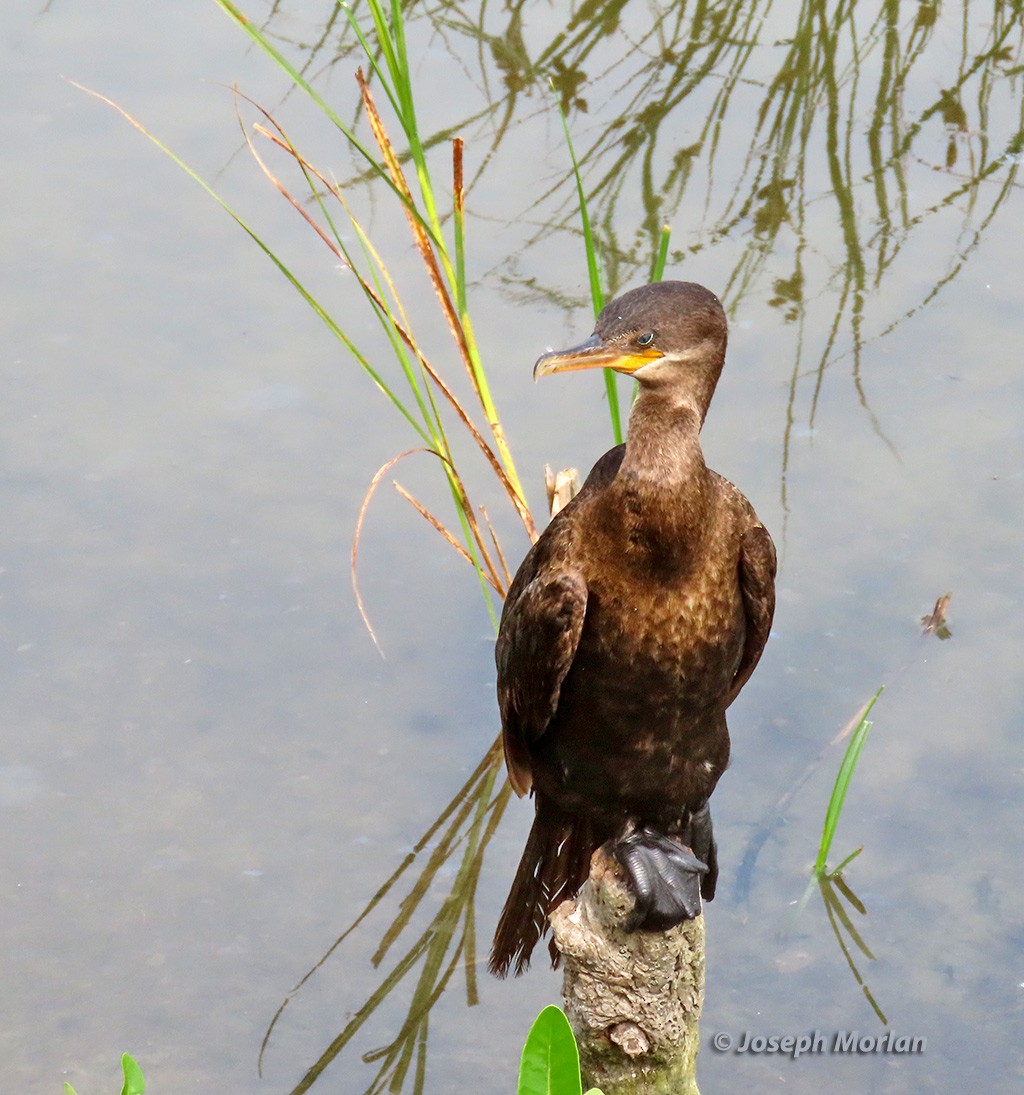 Neotropic Cormorant - Joseph Morlan