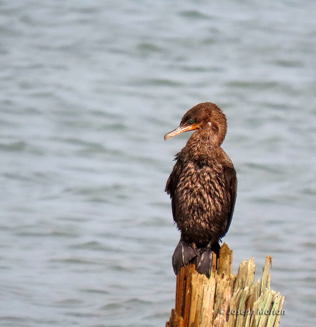 Neotropic Cormorant - ML619094721