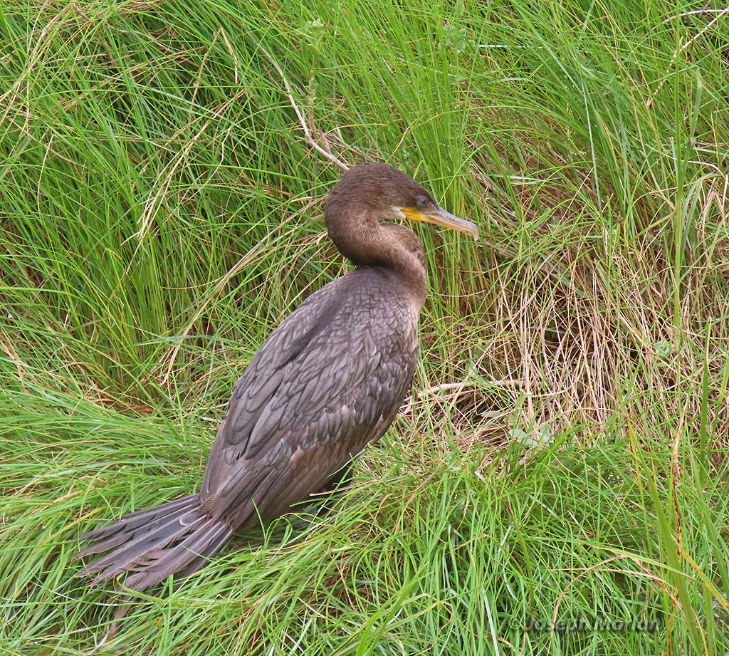 Neotropic Cormorant - ML619094723