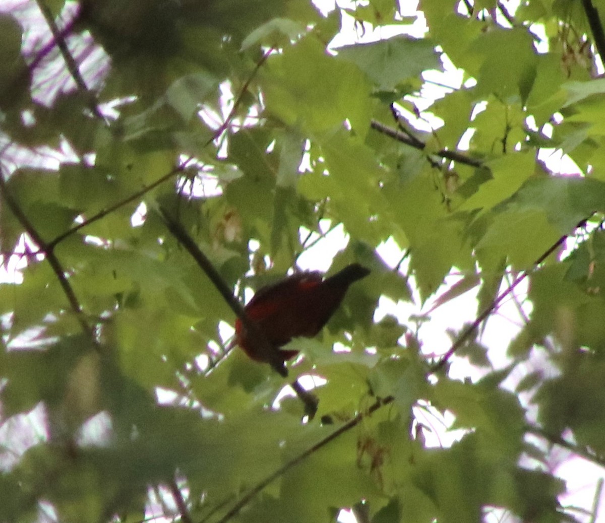 Scarlet Tanager - Susanne Hoffmann-Benning