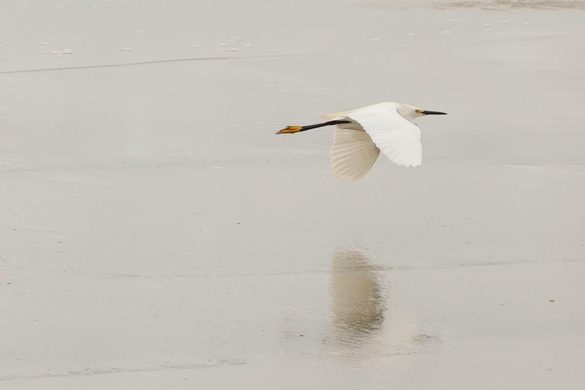 Snowy Egret - Warren Bielenberg