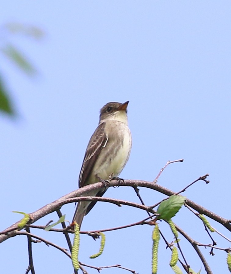 Olive-sided Flycatcher - Mike Fung