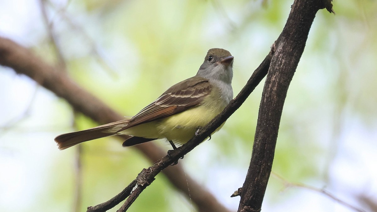 Great Crested Flycatcher - Erik Nielsen