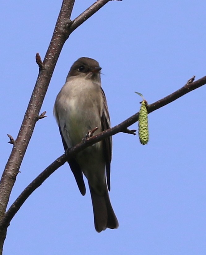 Western Wood-Pewee - Mike Fung