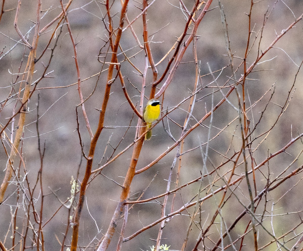 Common Yellowthroat - Cathy Strickland