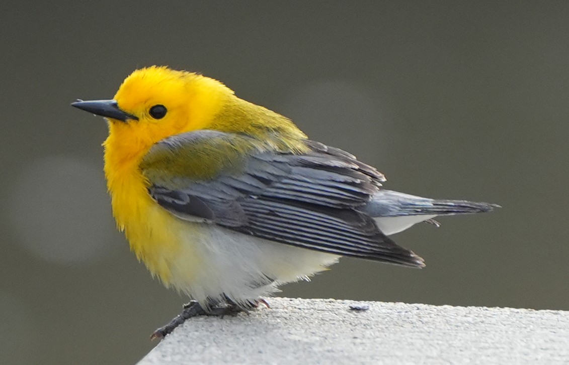 Prothonotary Warbler - ML619094793