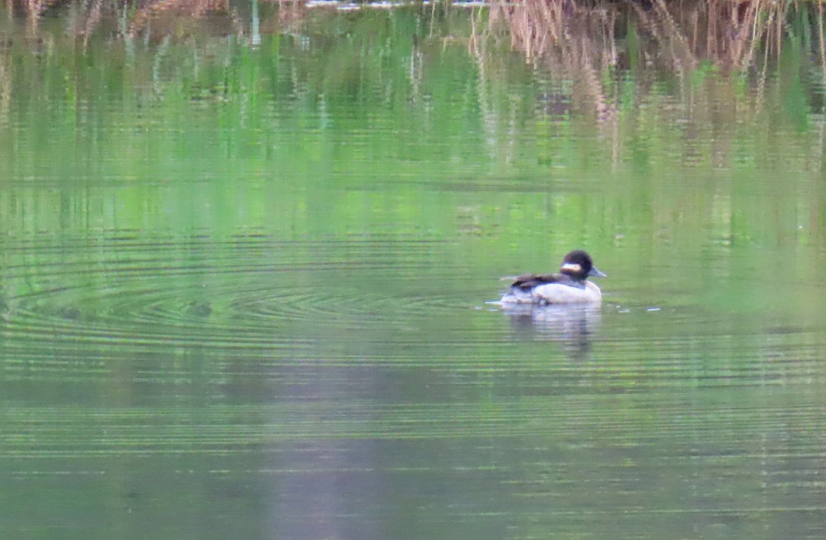 Bufflehead - Tom Boyle