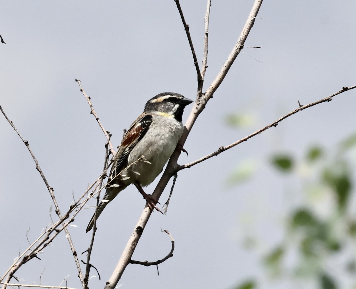 Dead Sea Sparrow - ML619094843