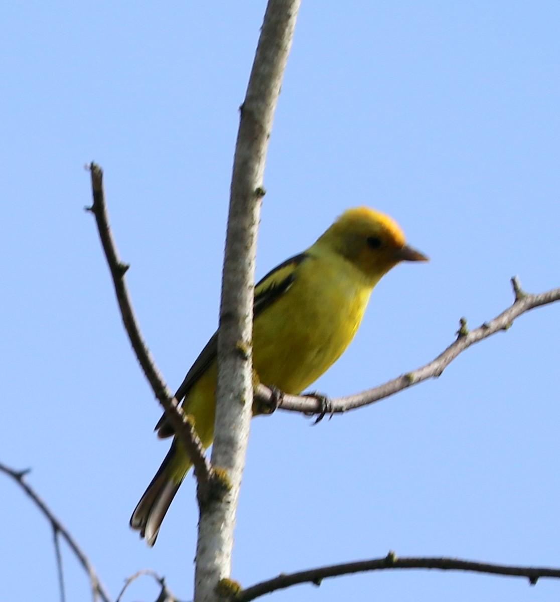 Western Tanager - Mike Fung
