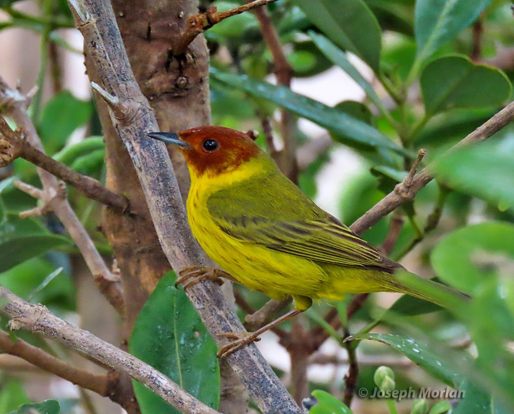 Yellow Warbler (Mangrove) - Joseph Morlan