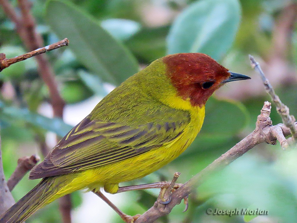Yellow Warbler (Mangrove) - Joseph Morlan