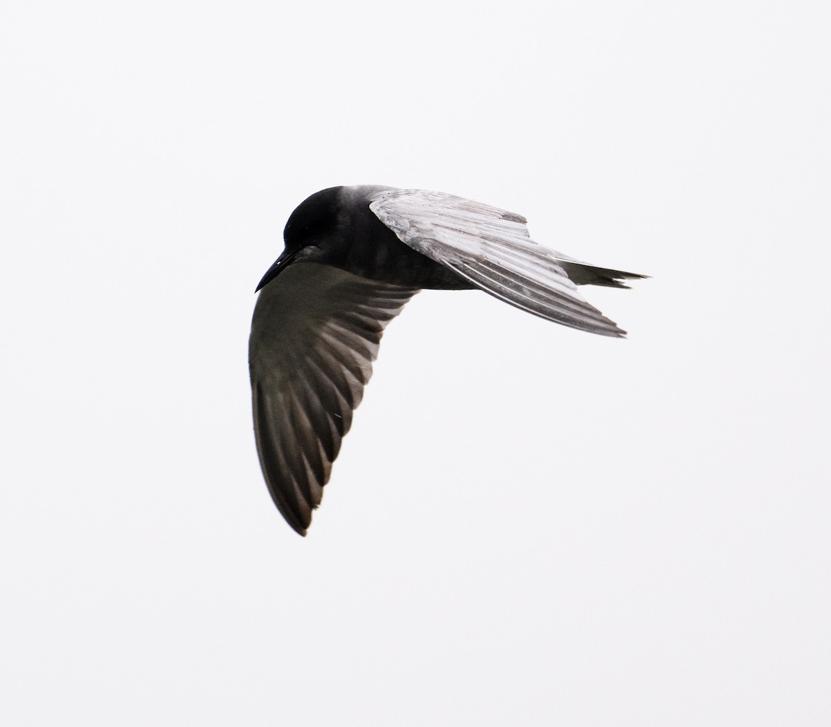 Black Tern (Eurasian) - David Darrell-Lambert