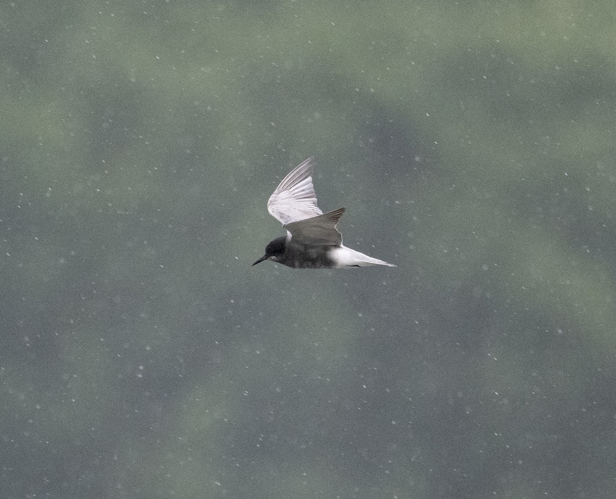 Black Tern (Eurasian) - David Darrell-Lambert