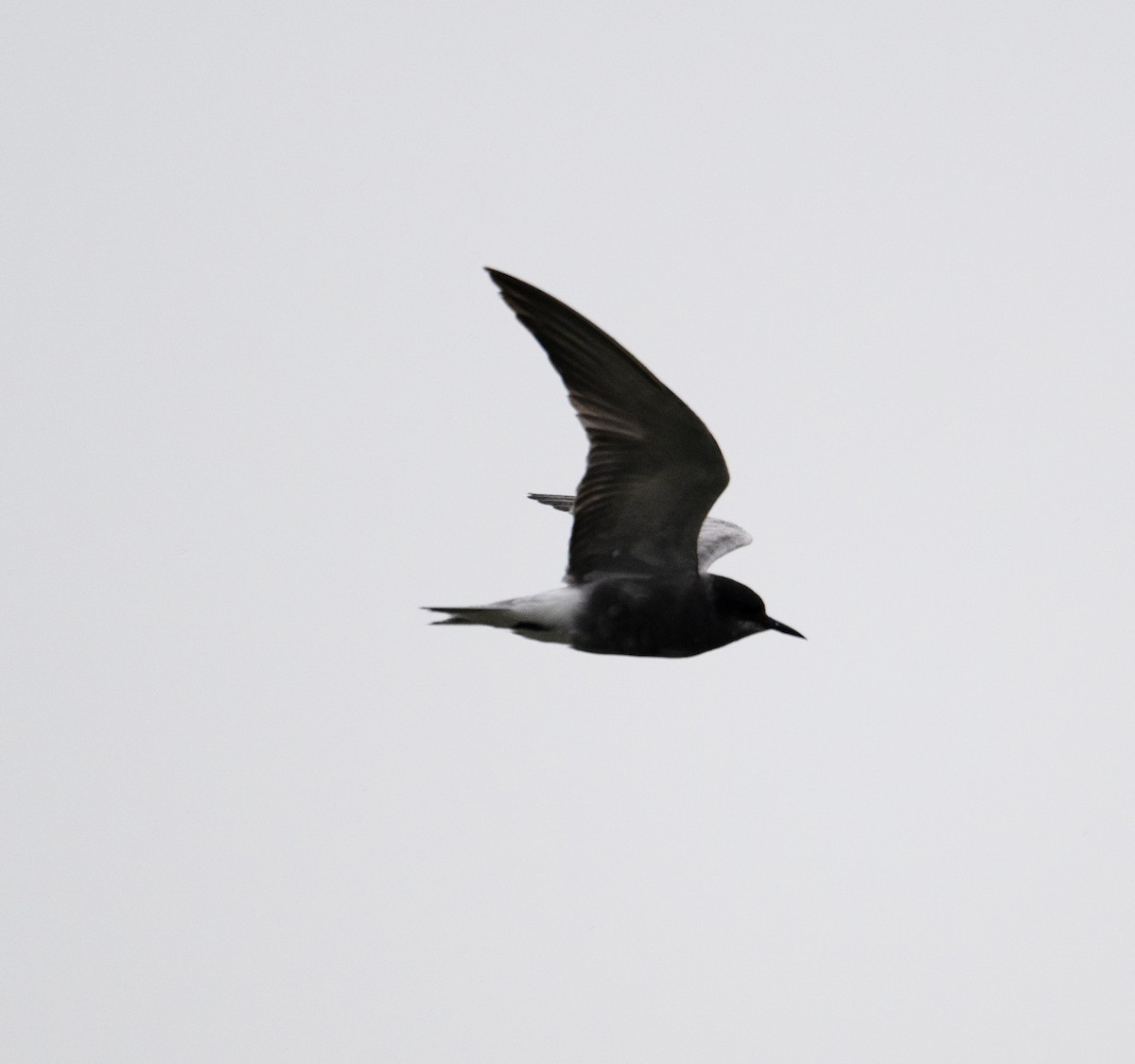 Black Tern (Eurasian) - David Darrell-Lambert