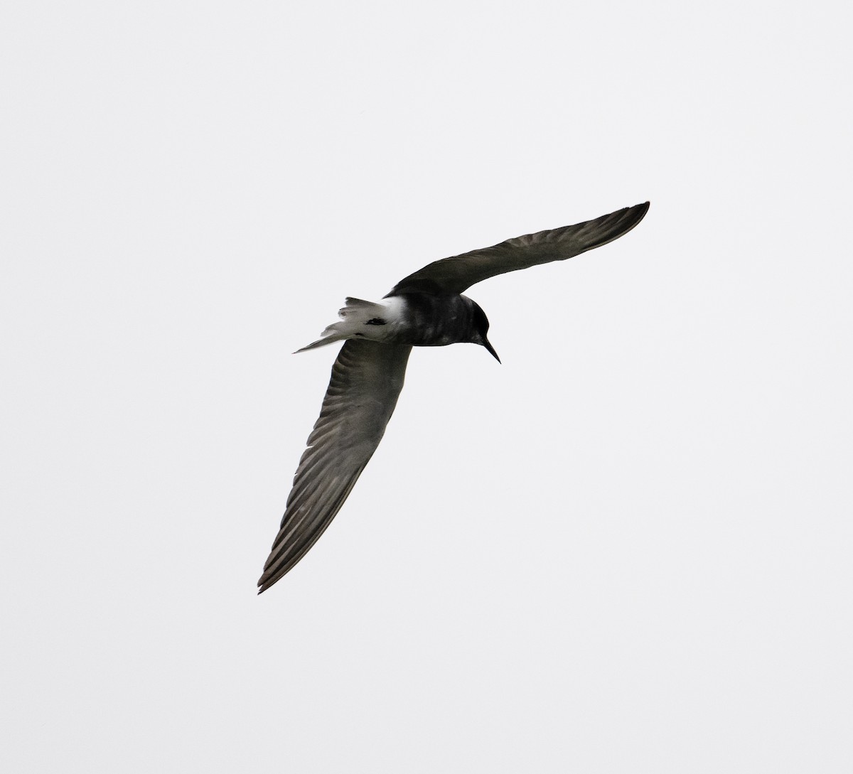 Black Tern (Eurasian) - David Darrell-Lambert