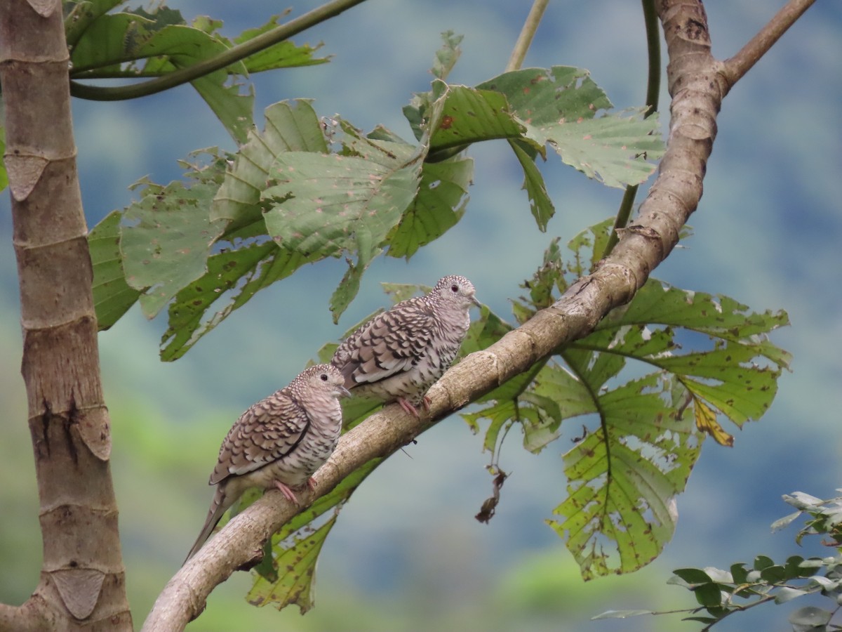 Scaled Dove - ML619094947