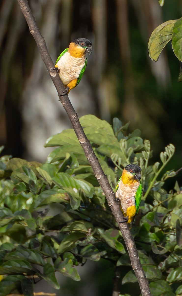 Black-headed Parrot - ML619094951