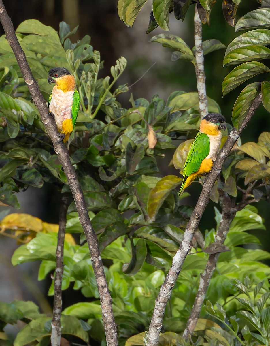 Black-headed Parrot - ML619094953