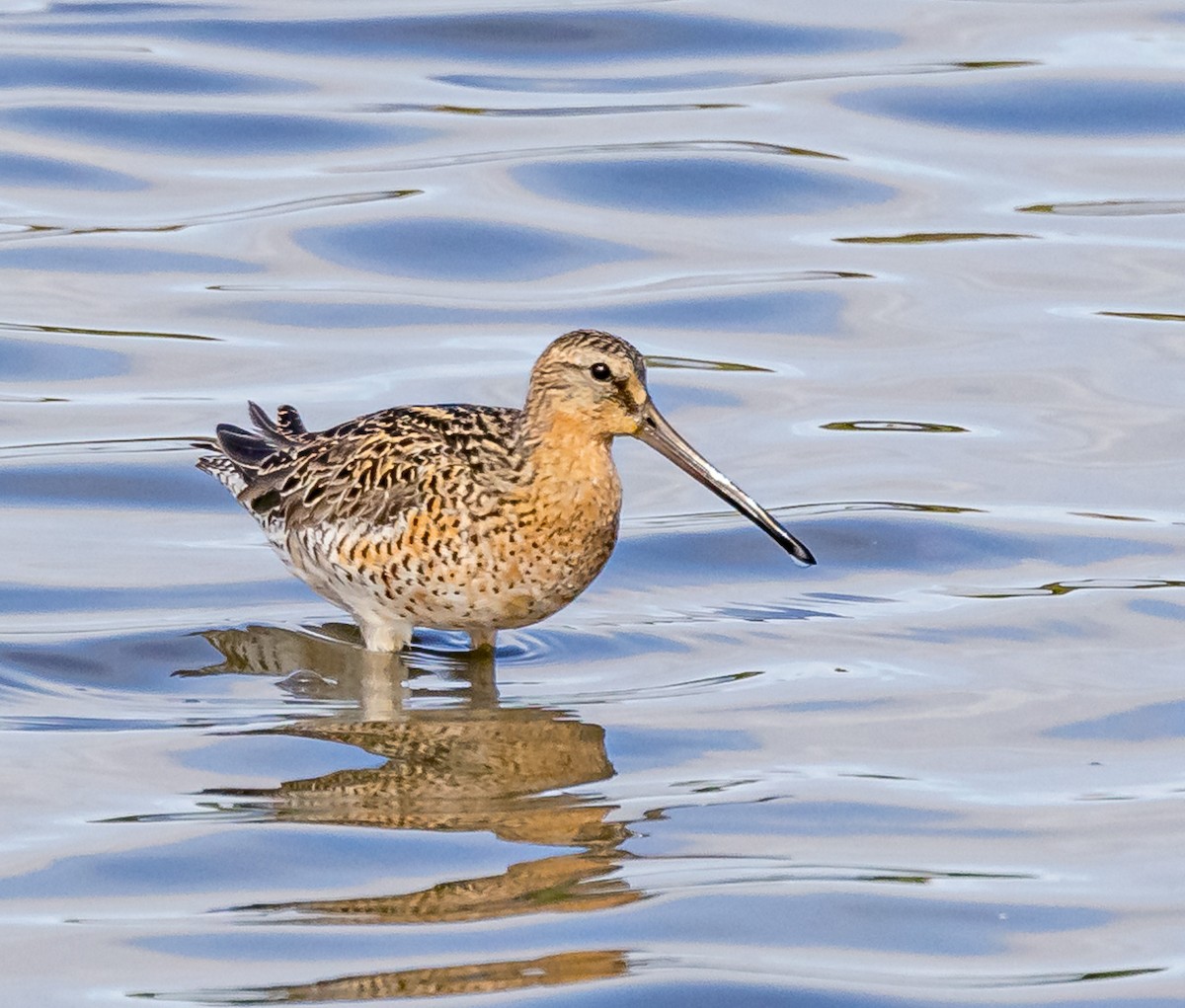 Short-billed Dowitcher - Mike Murphy